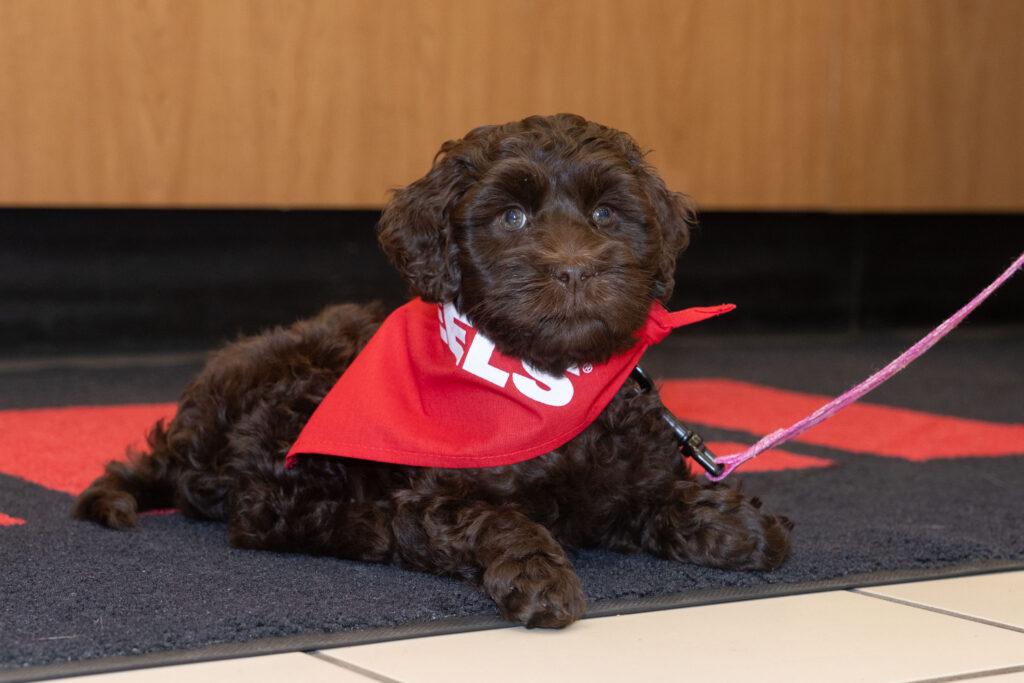 Photo of Mocha, UW-Eau Claire's new therapy dog