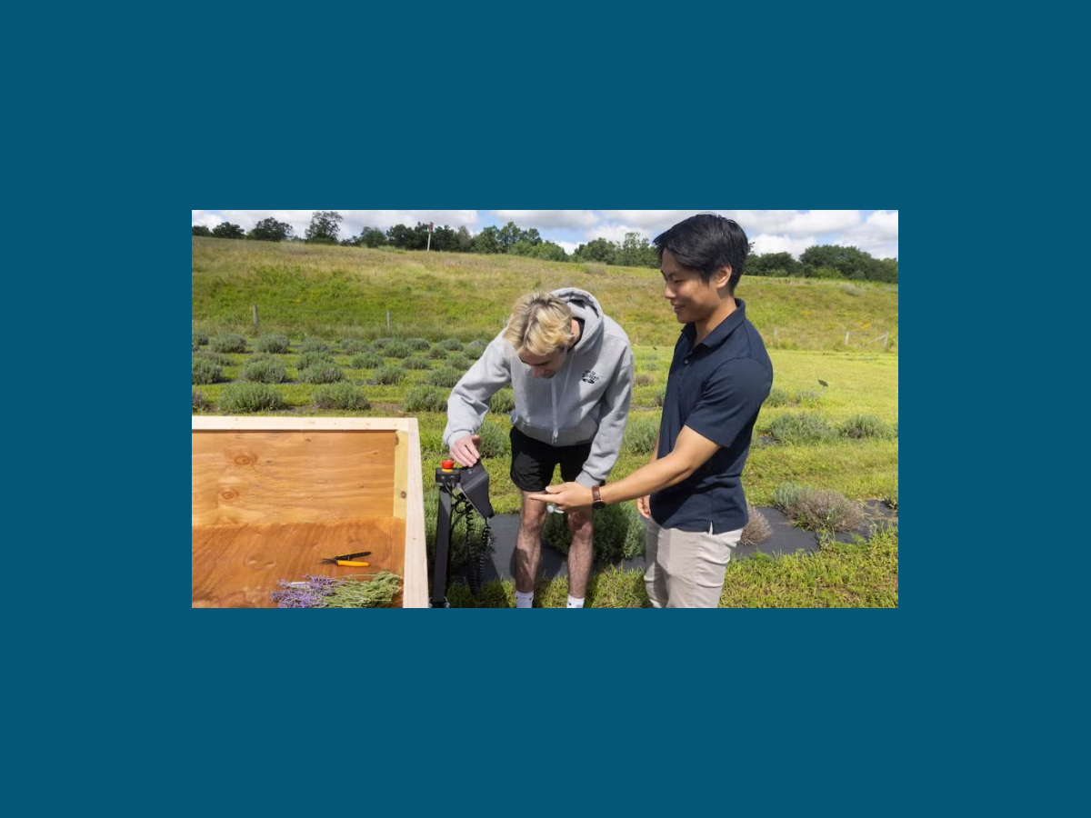 AI flower power: Pondview Lavender Farm joins in professors’ research on agricultural robot